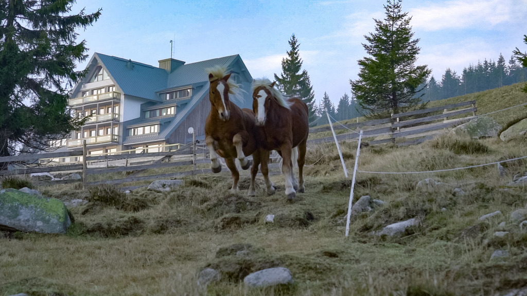 Resort Sv. František, Erlebachova & Josefova bouda